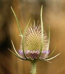 De grote kaardebol (Dipsacus fullonum)